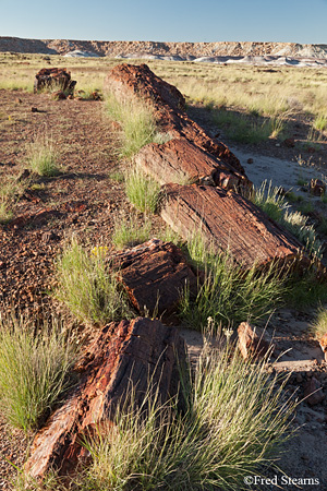 Petrified Forest National Park Rainbow Forest